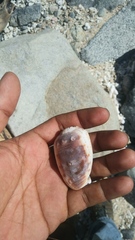 Cypraecassis coarctata