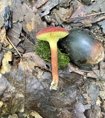 Phylloporus