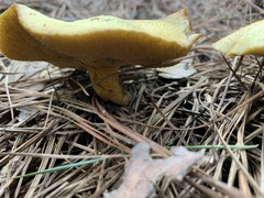 Suillus americanus