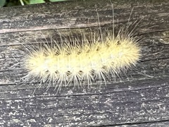 Spilosoma