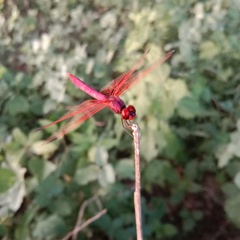 Trithemis aurora