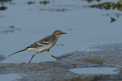 Motacilla citreola
