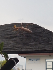 Hierodula transcaucasica
