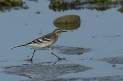 Motacilla citreola