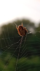 Larinioides cornutus