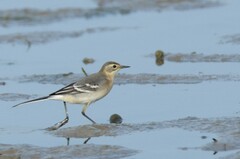 Motacilla citreola