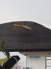 Hierodula transcaucasica