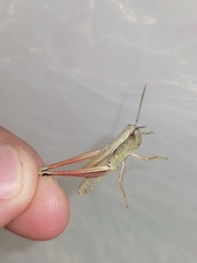 Chorthippus albomarginatus