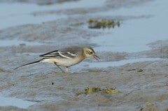 Motacilla citreola