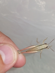 Chorthippus albomarginatus