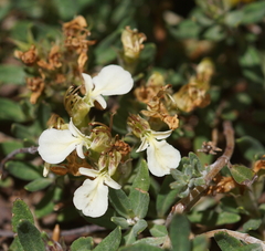 Teucrium montanum