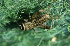 Modicogryllus frontalis