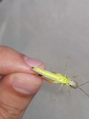 Chorthippus albomarginatus