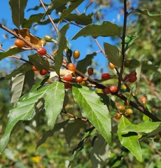 Elaeagnus umbellata