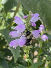Bombus affinis