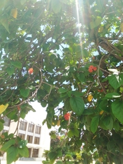 Cordia sebestena