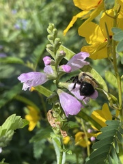 Bombus affinis