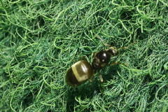 Lasius