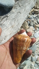 Titanostrombus galeatus