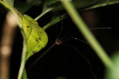 Leiobunum blackwalli