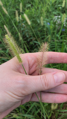 Setaria parviflora