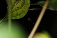 Leiobunum blackwalli