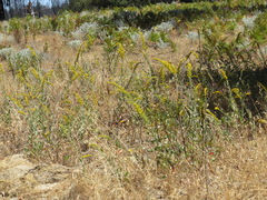 Solidago