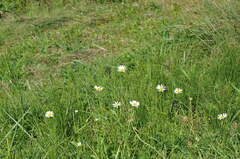 Leucanthemum vulgare