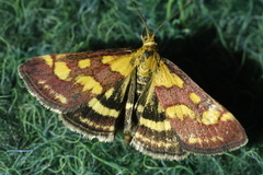 Pyrausta purpuralis