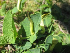 Aristolochia paucinervis