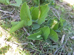 Aristolochia paucinervis