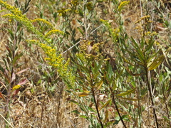 Solidago