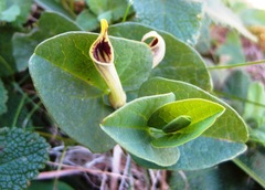Aristolochia paucinervis