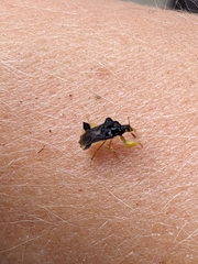 Phymata pennsylvanica