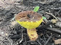 Hemileccinum rubropunctum