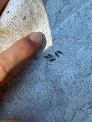 Formicinae