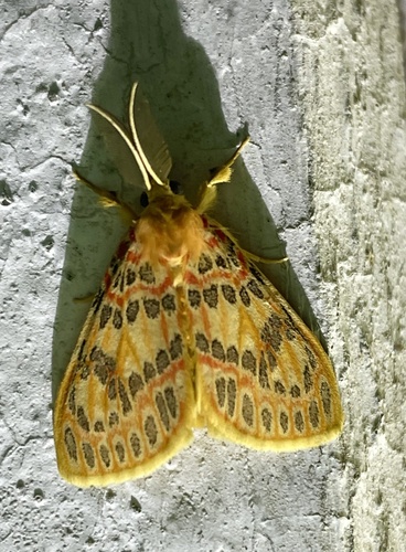Euproctoides acrisia