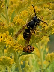 Vespula vidua