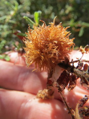 Asphondylia ceanothi