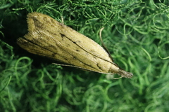 Dichomeris limosellus