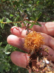 Asphondylia ceanothi