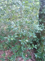 Ilex aquifolium