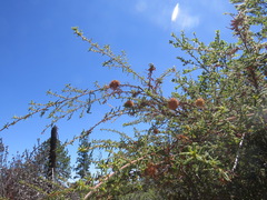 Asphondylia ceanothi