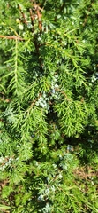Juniperus communis