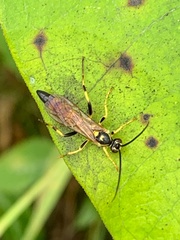 Ichneumonina