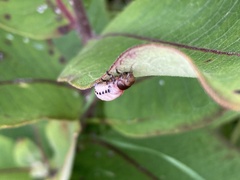 Labidomera clivicollis