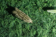 Phycitodes binaevella