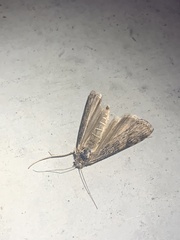 Nomophila nearctica