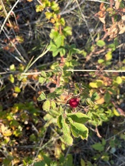 Rosa acicularis