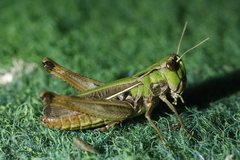 Stenobothrus lineatus